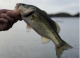 Lake Norman F-1 largemouth bass evaluation is in its second year