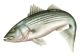 Summer Fishing Striped Bass Survival Tips