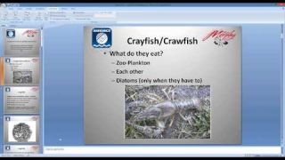 Navionics Webinar: Crawfish Colors and Movements with Michael Murphy