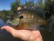 Stumbled into some serious bluegill action