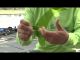 Knot How-To: Double Uni Knot for Braided Line with Shaw Grigsby - Seaugar