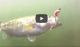 Opti Shad in Action UNDERWATER VIDEO