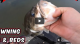 Spawn bass fishing on the California Delta VIDEO