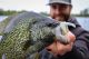 Three panfish experts share their secrets