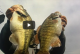 Chasing smallmouth bass in California VIDEO