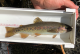 California Heritage Trout Fishery through Bullhead Removal