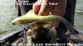 Clear Lake-Swimbait Fishing