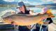 Monster’ hybrid trout breaks Idaho record