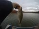 Fishing Report Oroville Lake This Week 11/17/2017